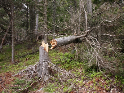 [Needleless everygreen tree snapped completely apart about two foot off the ground.]